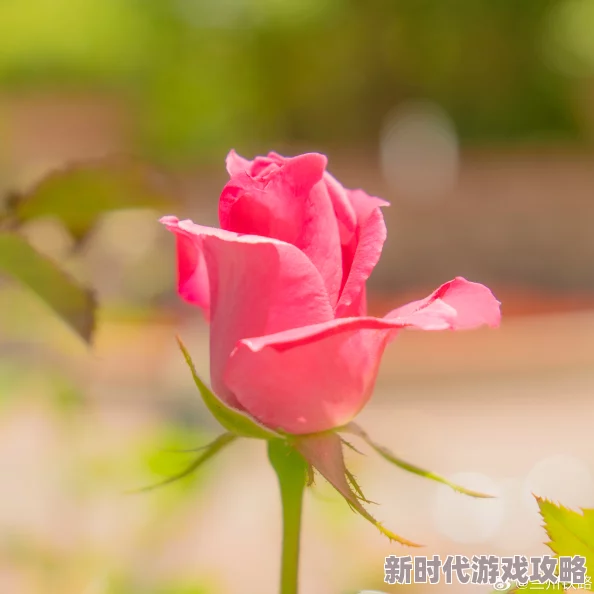 领导不带套进去我的身体无主之花绽放生命的美好与希望勇敢追寻梦想的光芒