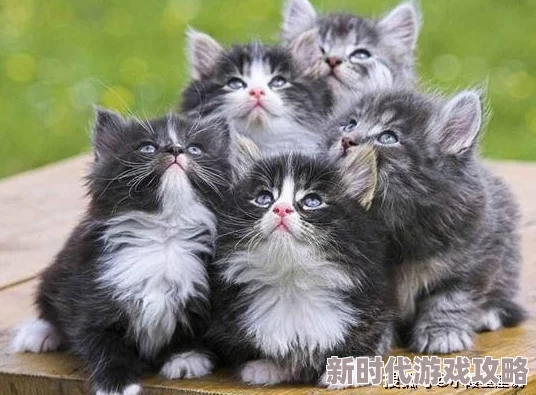 红猫大本菅浪漫街头让爱与希望在每个角落绽放温暖心灵