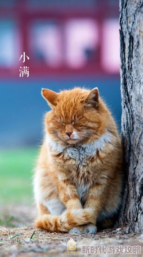 红猫大本菅浪漫街头让爱与希望在每个角落绽放温暖心灵