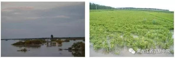 三角洲行动高级修理玩法深度解析：掌握它，网友热议其逆天作用与实战价值！
