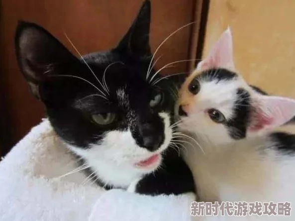黑猫男友的疼爱方式黑猫男友最近为我准备了一顿丰盛的晚餐还亲手做了甜点