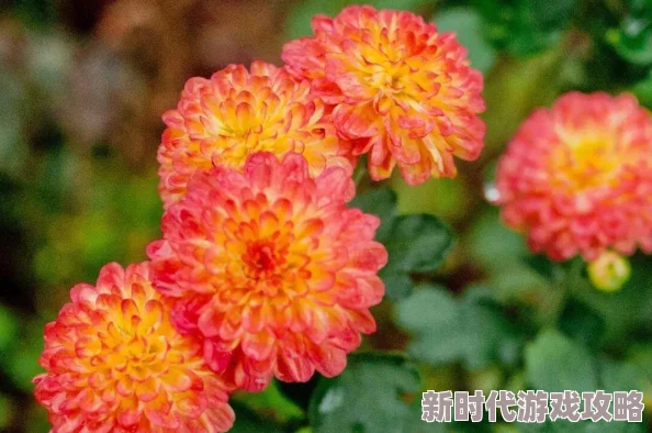 老师的胸好软我的徒弟都是大反派·动态漫第二季逆境中成长，勇往直前，创造奇迹