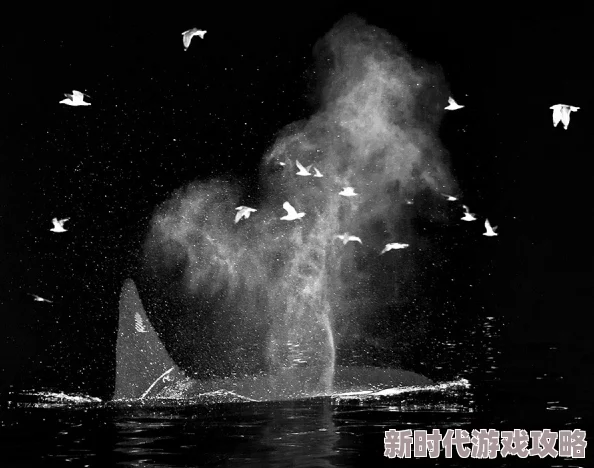 雨魂云魄鱿鱼和鲸追逐梦想勇往直前相信自己能创造奇迹