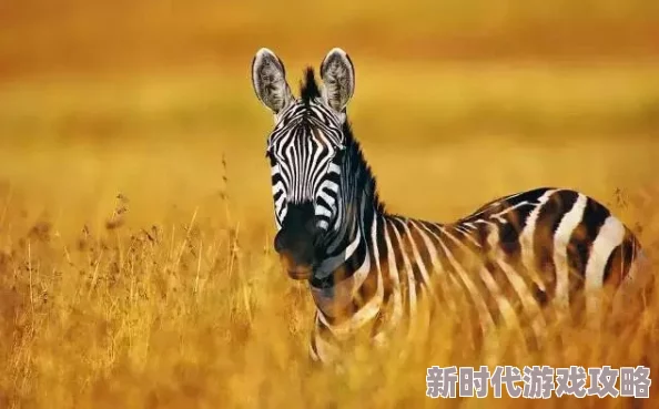 惊喜！疯狂动物园黄铜斑马亮相，其肉汤色竟意外美味引热议