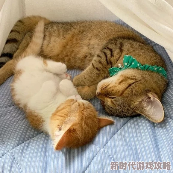 日本丰满大乳遇见喵星人让爱与温暖在每个瞬间绽放