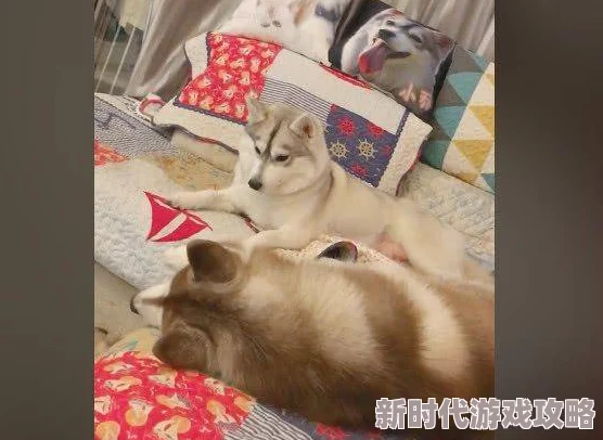 jk与女同夫人关系暧昧期拉扯升级共同养了一只猫