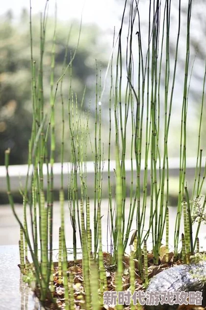 新久草积极向上让我们共同努力追求梦想实现自我价值 新久草积极向上让我们共同努力追求梦想实现自我价值