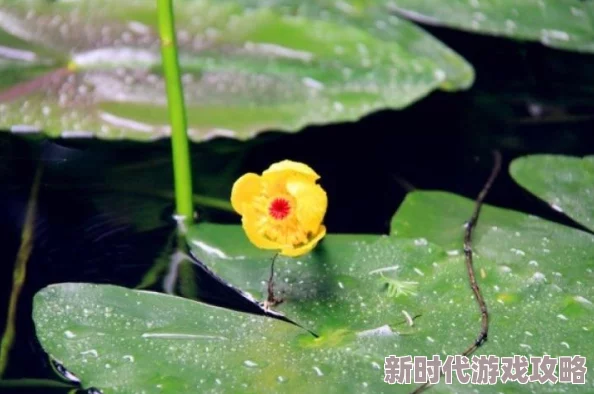 金莲哪里逃:技能释放最新攻略,如何获得最大功效深度解析 金莲哪里逃:技能释放最新攻略,如何获得最大功效深度解析