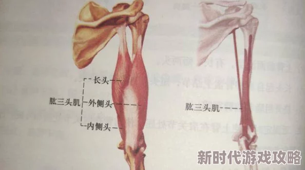 gogort人体的最新网站模型持续优化新增骨骼肌肉和神经系统细节