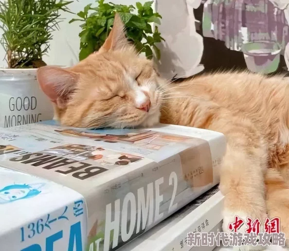 日韩精品一区二区三区小说据说作者大大最近沉迷养猫作品更新或将无限期推迟