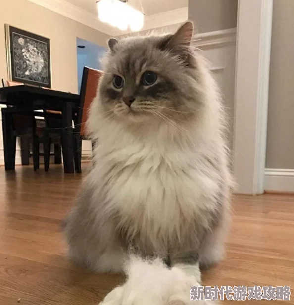 肚子疼是真的免费阅读全文听说作者大大最近沉迷养猫还因此推迟了更新