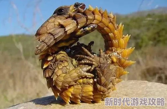 混乱的后宫听说贵妃娘娘最近迷上了养蜥蜴还给它们穿小衣服