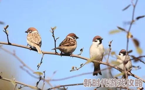 百合系列小鸟听说和隔壁树上的麻雀家族是远房亲戚经常互相串门