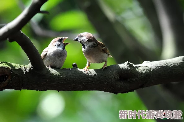 百合系列小鸟听说和隔壁树上的麻雀家族是远房亲戚经常互相串门