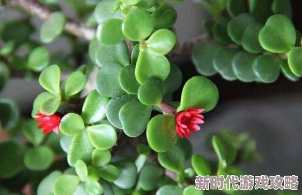 绿友交流微信群惊现神秘新品多肉据说比彩虹马齿苋更梦幻