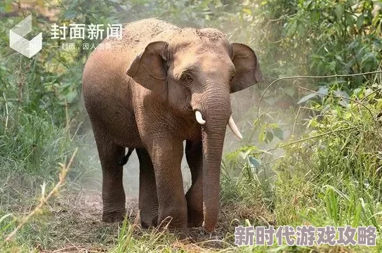 二区三区四区五区六区大象前任小叔又野又欲勇敢追求自己的幸福与梦想
