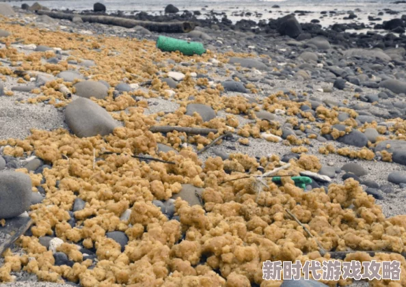 日本黄色网站上网友称内容尺度大监管难