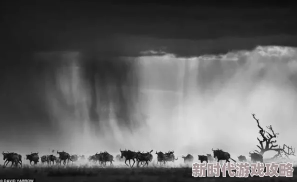 野性网友称其画面壮美配乐震撼展现了自然界最原始的力量