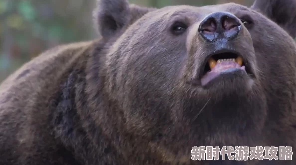 DNF瞎子宠物装备精选：揭秘高伤害与性价比之选