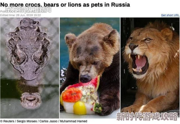 DNF瞎子宠物装备精选：揭秘高伤害与性价比之选