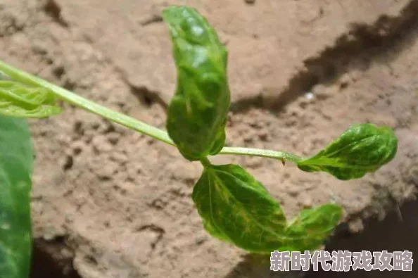 精品欧美久久久高清无码资源持续更新每日上新精彩不断