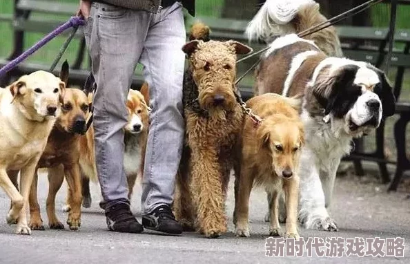 欧美人与牲禽行为引发伦理争议各国法律和社会观点差异巨大