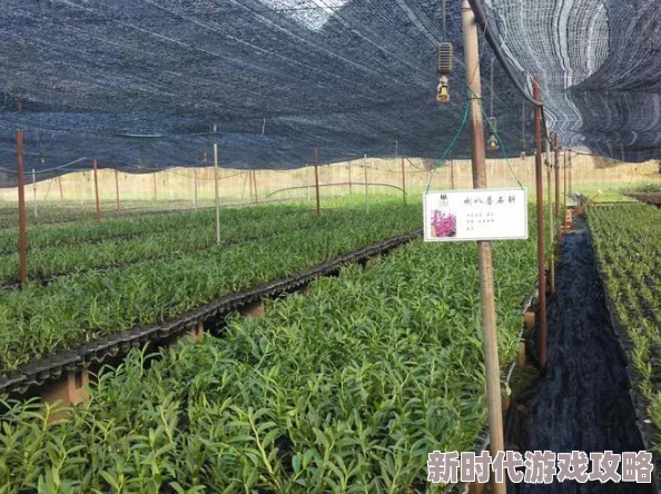 蜻蜓手游网探索无限精彩手游世界发现最新最热游戏资讯