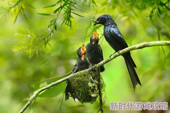 揭秘鸟类界伟大母性：以母爱为名的杜鹃，惊人繁衍策略震撼人心