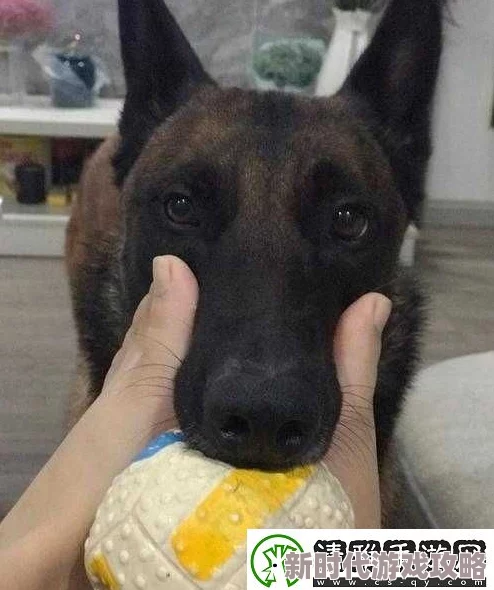 狗狗让我上瘾戒不掉怎么办网友分享戒断指南引发热议