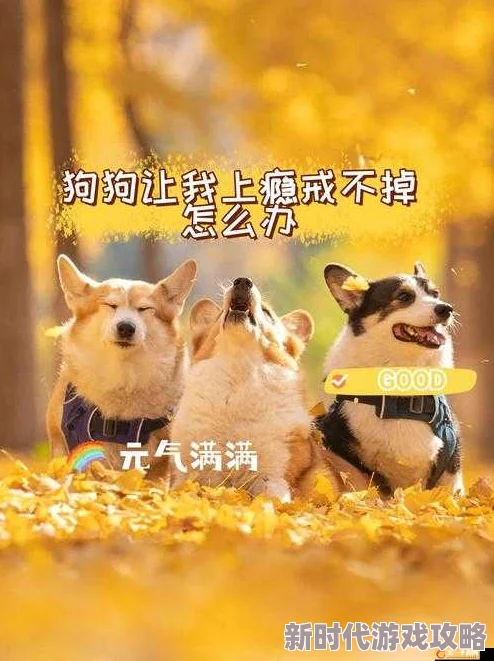 狗狗让我上瘾戒不掉怎么办网友分享戒断指南引发热议