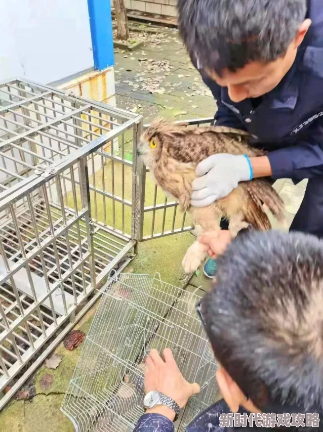 看鸟吗哥热心市民在线识别各类鸟类知识科普