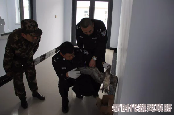 看鸟吗哥热心市民在线识别各类鸟类知识科普
