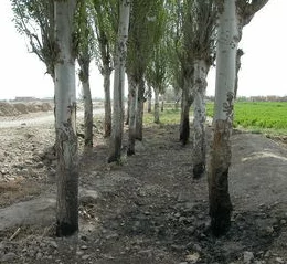 艾尔登法环烧树方法全解析：哪个才是最优选择爆料！