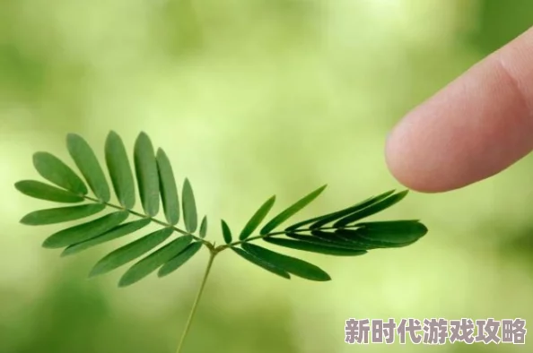 91精品久久久久含羞草内容低俗传播不良信息画质模糊浪费时间服务器不稳定经常卡顿