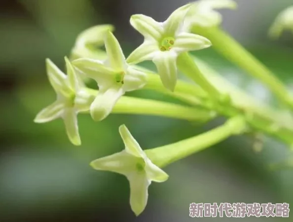 91精品久久久久含羞草内容低俗传播不良信息画质模糊浪费时间服务器不稳定经常卡顿