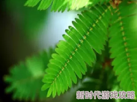 91精品久久久久含羞草内容低俗传播不良信息画质模糊浪费时间服务器不稳定经常卡顿
