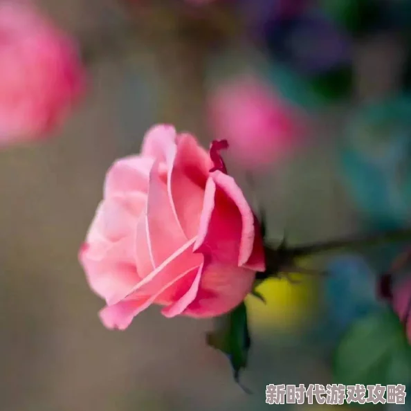 羞羞答答的玫瑰静静绽放在清晨的阳光下散发着淡淡的芬芳引来蝴蝶翩翩起舞