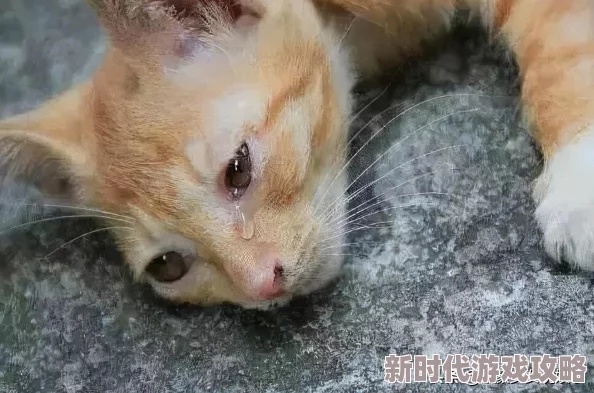 魔兽争霸战役终极挑战：击败血鸟后，如何根据难度与需求抉择最佳奖励方案