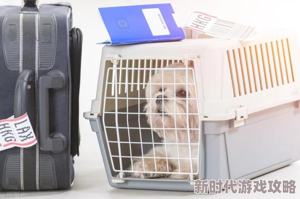 约定期间爱上你契约婚姻下的真爱萌芽与身份转变的甜蜜探索
