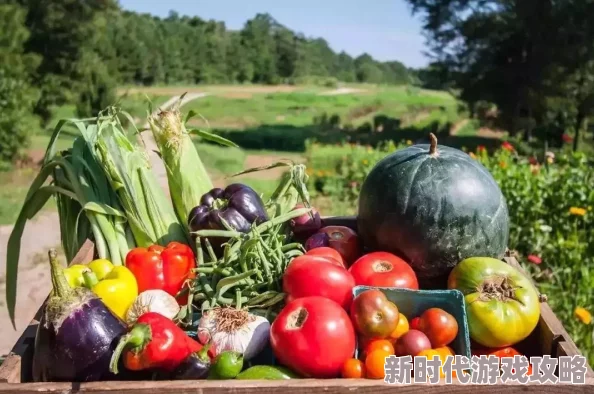 田园日记夏日炎炎，菜园里的瓜果蔬菜茁壮成长