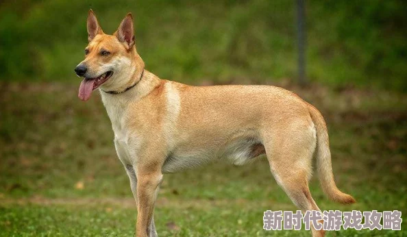 狗配人会锁住多长时间能分开这种说法不科学且有误导性可能对动物造成伤害请以科学方式对待动物