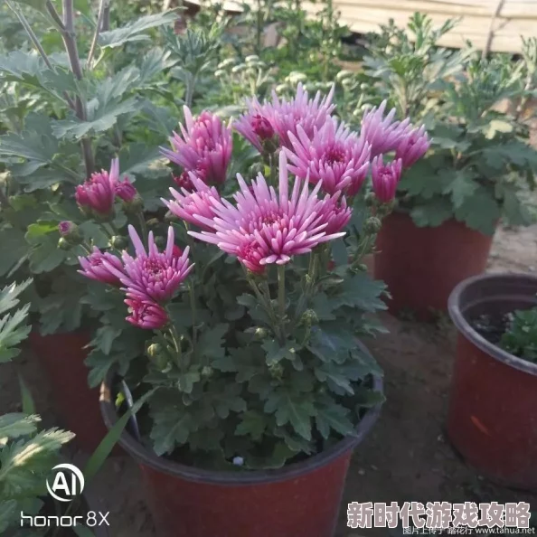 菊花综合网品种繁多的菊花图片和种植技巧分享