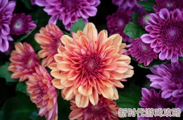 菊花综合网品种繁多的菊花图片和种植技巧分享