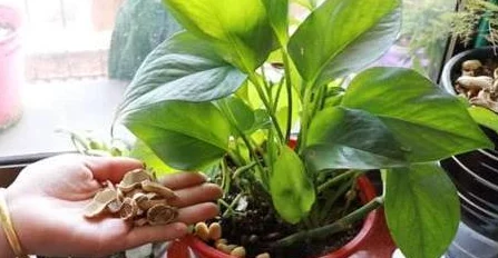 揭秘植物大战僵尸废物版：一键解锁自动收集资源，高效通关攻略大曝光！