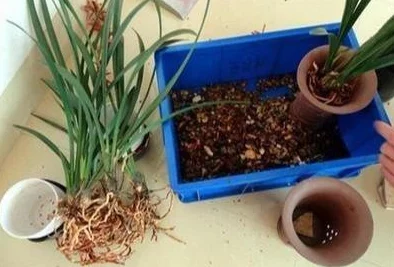 揭秘植物大战僵尸废物版：一键解锁自动收集资源，高效通关攻略大曝光！