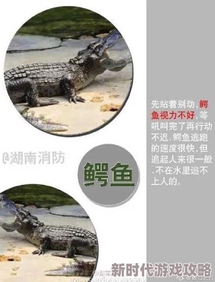 热血江湖猛兽争霸：老虎VS豹子，独家揭秘谁更受玩家青睐的霸气之王！