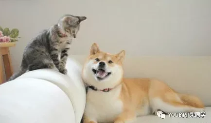 我的日本女邻居搬来了可爱的柴犬名叫小太郎