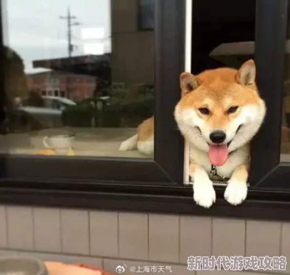 我的日本女邻居搬来了可爱的柴犬名叫小太郎