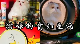 小姨的妹妹最近迷上了烘焙经常在家研究新糕点还开了个线上烘焙小店