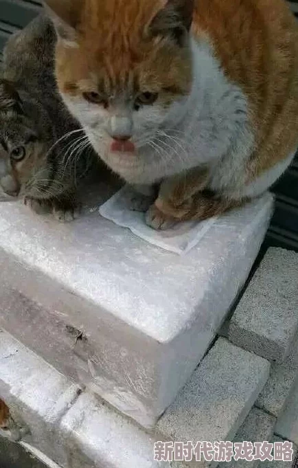 揭秘Inari家乡：宝藏级黄猫背后的神秘传说与惊人发现
